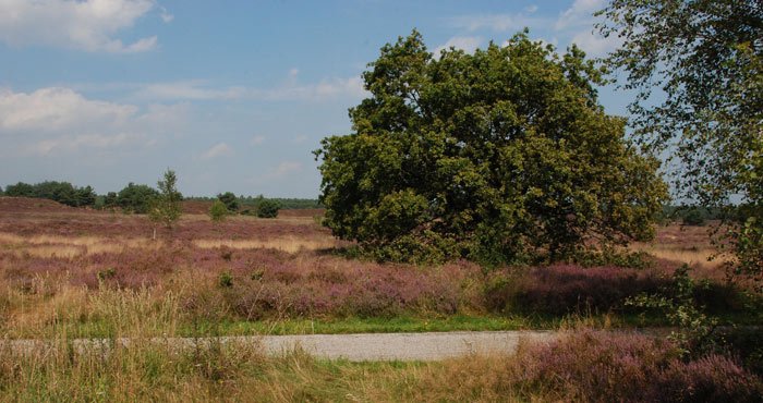 Ontdek de Veluwe tijdens een camperreis door Nederland met Victoria CamperHolidays