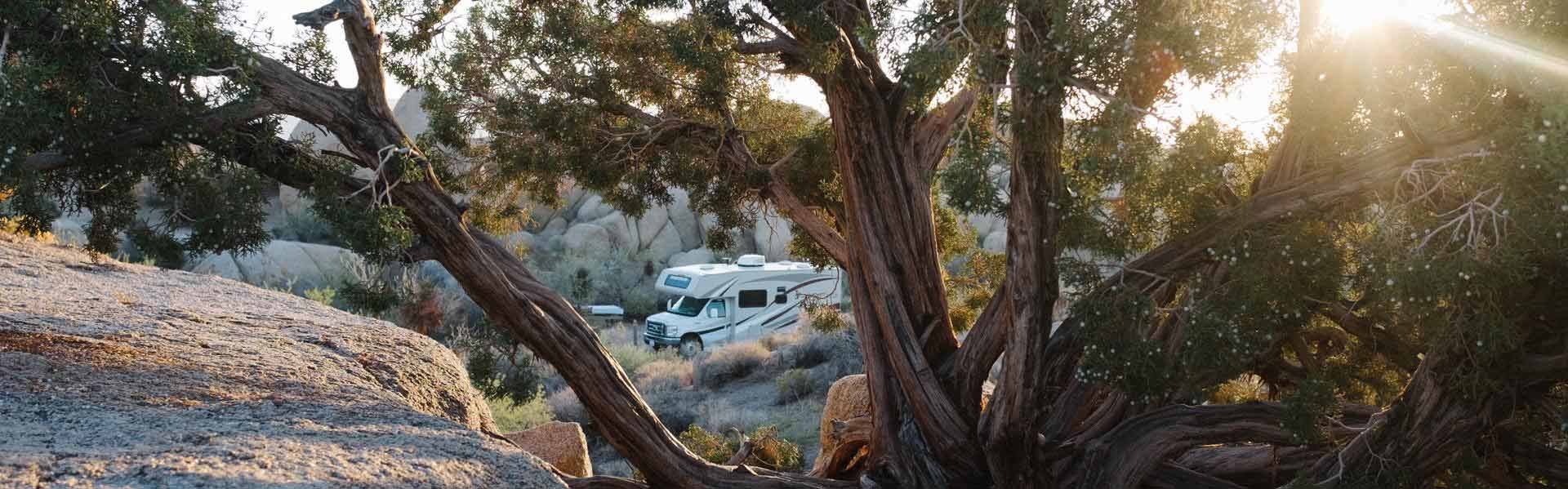 Bezoek Joshua Tree National Park tijdens een camperreis door Amerika met RoadBear