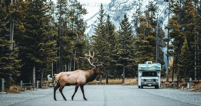 Cruise Canada