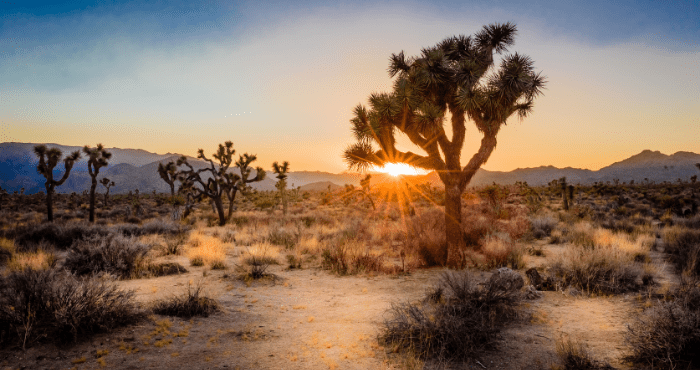 Ontdek Joshua Tree National Park tijdens een camper rondreis vanuit San Diego