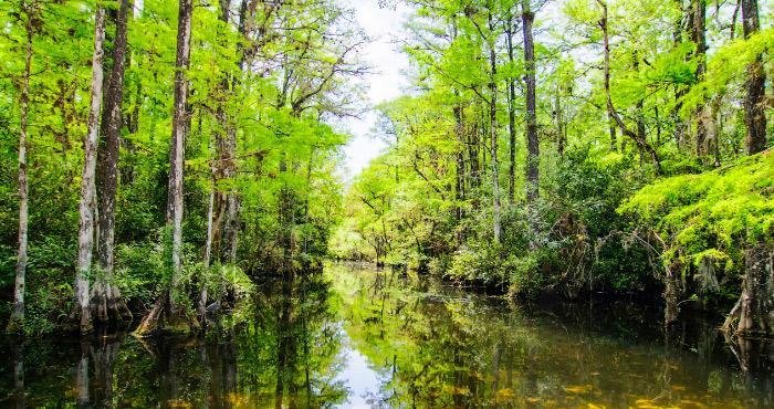 Breng een bezoek aan de Everglades tijdens een camperreis door Amerika.