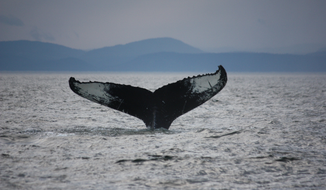 Spot walvissen tijdens je camperreis door de regio Quebec